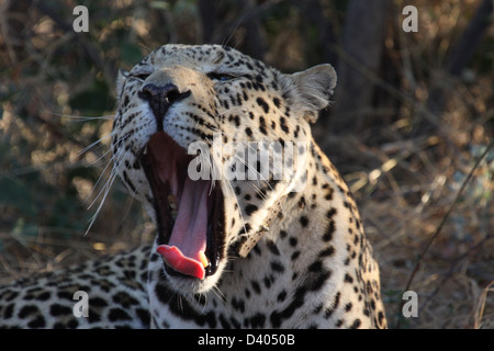 Leopard with collar, yawning, Africat Foundation, Namibia, south Africa Stock Photo