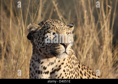 Leopard with collar, Africat Foundation, Namibia, south Africa Stock Photo