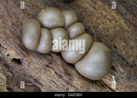 Fruiting bodies of the wolf's milk slime mold, Lycogala epidendrum. Stock Photo