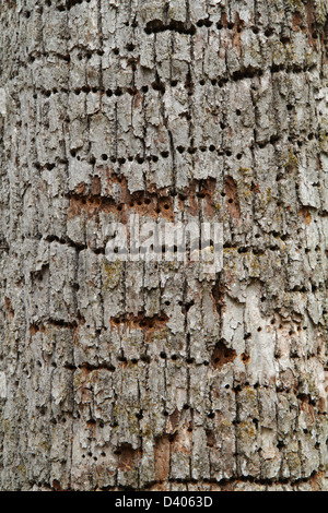 Holes drilled in a tree by a yellow-bellied sapsucker (Sphyrapicus varius). Stock Photo