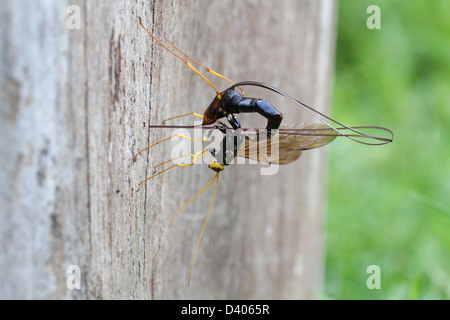 A female giant ichneumon wasp (Megarhyssa atrata) withdraws her ovipositor after laying an egg deep inside a tree trunk. Stock Photo