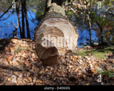 Beaver teeth markings on a fallen tree, New York, USA, October 21, 2012, © Katharine Andriotis Stock Photo