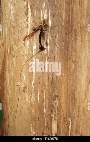 The female giant ichneumon wasp (Megarhyssa atrata) has the longest ovipositor of any wasp. Stock Photo