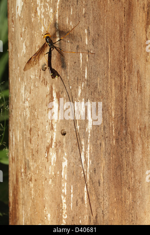 The female giant ichneumon wasp (Megarhyssa atrata) has the longest ovipositor of any wasp. Stock Photo