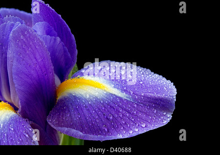 Close up image of purple iris on black with water droplets Stock Photo