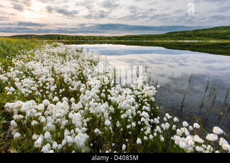 Alaska Cotton Grass (Eriophorum brachyantherm) grows along a tundra lake in the western section of Denali National Park, Alaska, Stock Photo