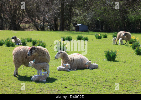 Ewes with newborn twin lambs in a field of wild daffodils in spring in Lake District National Park, Cumbria, England, UK, Britain Stock Photo