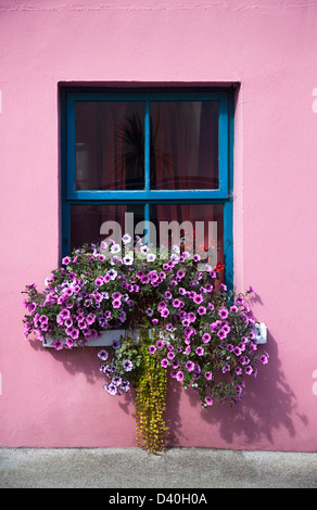 Colourful Window Flowers Ireland Lilac hanging Box Blue frame Cottage Irish Rural Harmonious Harmony Rustic House Stock Photo