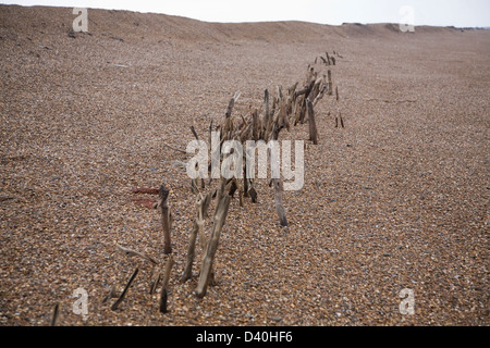 Mysterious lines wooden stakes exposed by fall in beach level possibly historic coastal defences, Bawdsey, Suffolk, England Stock Photo