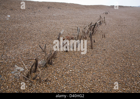 Mysterious lines wooden stakes exposed by fall in beach level possibly historic coastal defences, Bawdsey, Suffolk, England Stock Photo