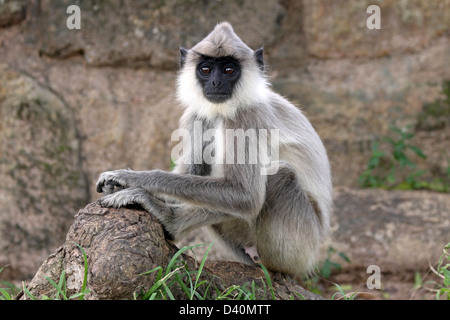 Juvenile Tufted Gray Langur Semnopithecus priam Stock Photo