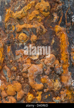 Background rust structure in various color. Stock Photo