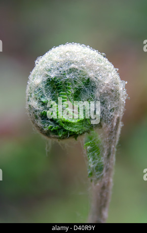 A cinnamon fern fiddlehead along the Ship Harbor Nature Trail, Acadia National Park, Maine. Stock Photo