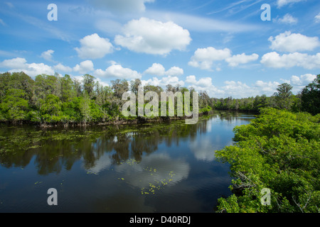 Hillsborough River in Lettuce Lake Regional Park in Hillsborough Couty FLorida Stock Photo