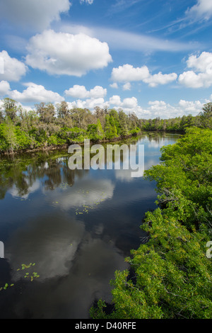Hillsborough River in Lettuce Lake Regional Park in Hillsborough Couty FLorida Stock Photo