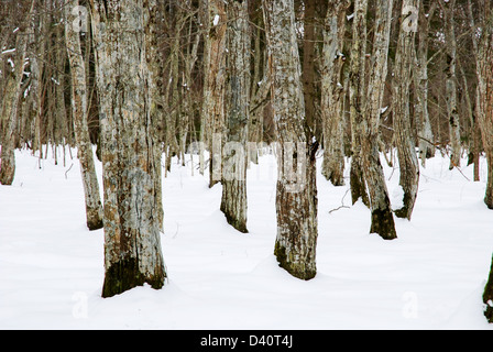 Common hornbeam trees at winter in a swedish nature reserve on the island Öland. Stock Photo