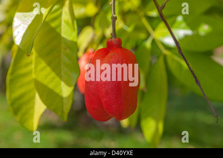 The growing fruit body of the Jamaican Ackee fruit, growing in St Lucia. Stock Photo