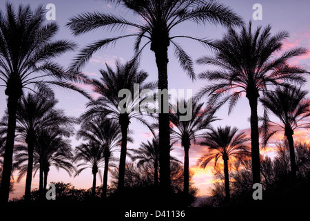 Sunset silhouette of palm trees in Surprise, Arizona. Stock Photo