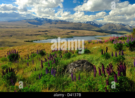 Lupins near Lake Alexandrina, Tekapo New Zealand Stock Photo