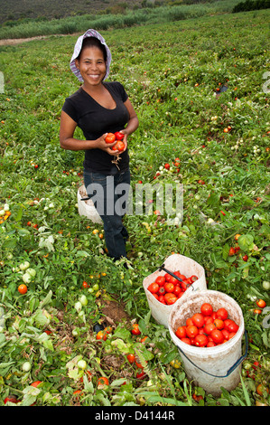 Young black African woman picking tomatoes on a farm in Montagu Western Cape S Africa The tomatoes will be sun dried for export Stock Photo