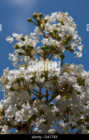 Beautiful delicate spring flowers blooming on Crape Myrtle tree branch, detailed white flowers blue sky background Stock Photo