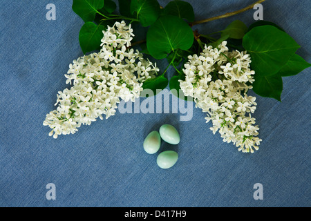 Close up still life of white Lilac flowers, three American Robin eggs against light blue fabric backdrop in New Jersey, USA, FS 13.95MB 300ppi Stock Photo