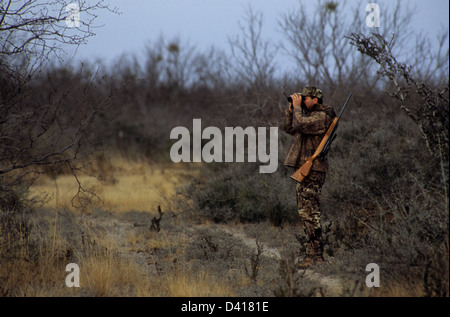 South Texas deer hunter in camouflage walking and glassing with binoculars Stock Photo