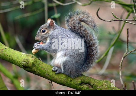 Grey squirrel eating nut in tree Stock Photo