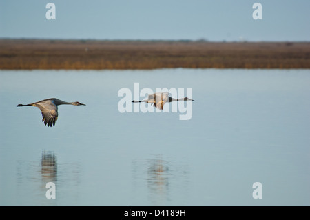 Two sandhill cranes (Grus canadensis) flying over a calm bay, Rockport Texas Stock Photo