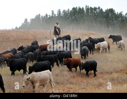 Cowboy drives cattle heard to winter pasture Wyoming, Cowgirl drives cattle, Stock Photo