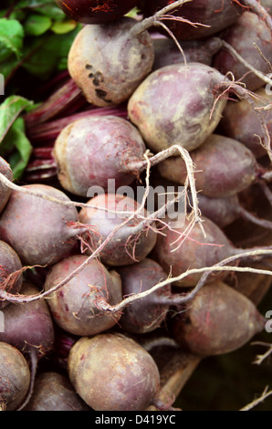 Beets piled on a table at the Common Ground Fair farmers market, Unity, Maine. Stock Photo