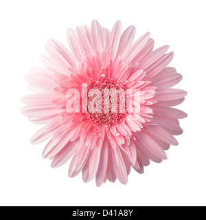 Close up single pink Daisy isolated on white bakground, Gerbera × hybrida Stock Photo