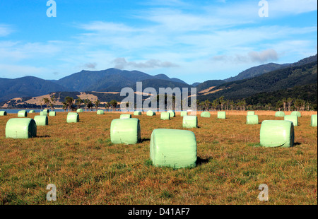 Plastic wrapped hay bales sitting in paddock, used for livestock winter and drought feed. Stock Photo
