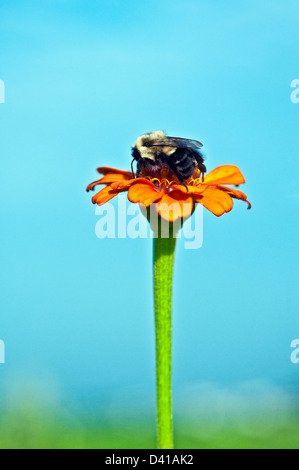Bumblebee on zinnia bloom. Stock Photo