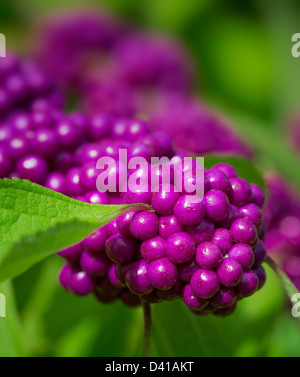 Beautyberry fruit, Callicarpa Stock Photo