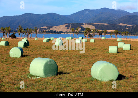 Plastic wrapped hay bales sitting in paddock, used for livestock winter and drought feed. Stock Photo