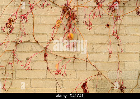 Vines on the exterior wall of an old building in King Hill, Idaho. Stock Photo