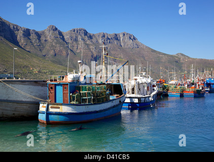 Fishing boats and Cape Fur Seals in Hout Bay Harbour, near Cape Town, South Africa. Chapman's Peak can be seen in the background Stock Photo
