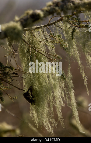 A beard-lichen (Usnea longissima) on trees in Eureka Bay, north California, USA Stock Photo