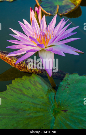 purple color water lily or lotus flower Stock Photo - Alamy