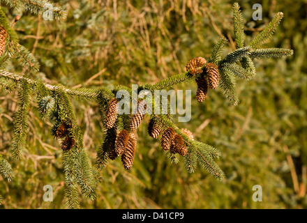 Sitka Spruce (Picea sitchensis)with mature cones, California, USA Stock Photo