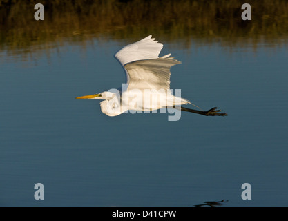 Great Egret (Great White Egret, in flight, California, USA Stock Photo