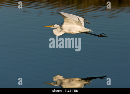 Great Egret (Great White Egret, in flight, California, USA Stock Photo