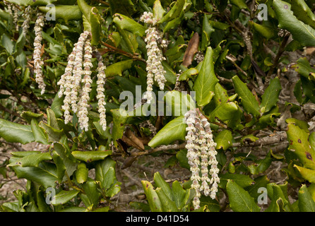 Male catkins of Coast silk-tassel, silk tassel bush, wavyleaf silktassel, Garrya elliptica Stock Photo