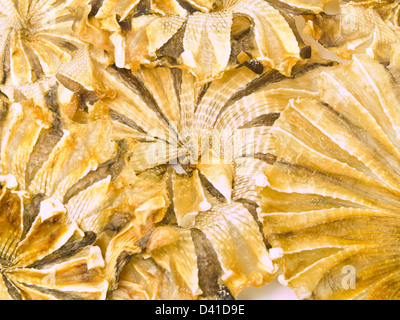 Round dried fishes from Thailand as background Stock Photo