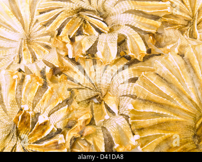 Round dried fishes from Thailand as background Stock Photo