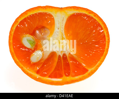 Mandarin orange - cut in half, showing germinating seed Stock Photo