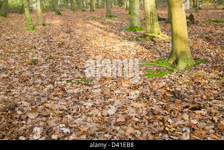 Fallen leaves forming layer of leaf litter on deciduous woodland floor in winter, Suffolk, England Stock Photo