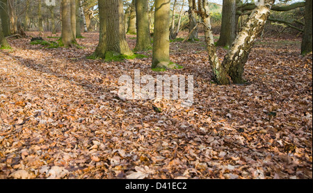 Fallen leaves forming layer of leaf litter on deciduous woodland floor in winter, Suffolk, England Stock Photo