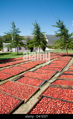 Tomatoes drying in the sun on a Montagu farm Western Cape South Africa Stock Photo